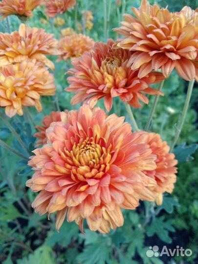 Хризантемы корейские, монарда красная