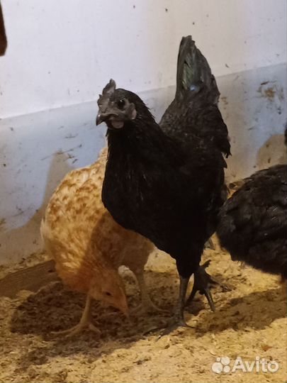 Петушки Ухейлюйи и Лакеданзи