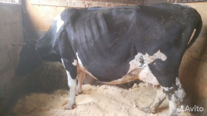 Дойные коровы