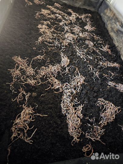 Наживка, червь (dendrоbenа vеnеta), опарыш