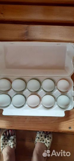 Яйцо домашнее