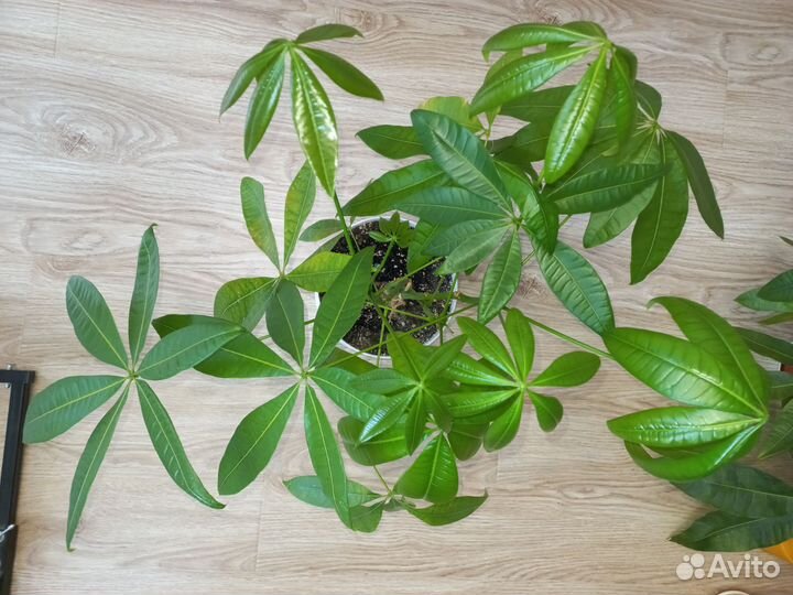 Пахира акватика