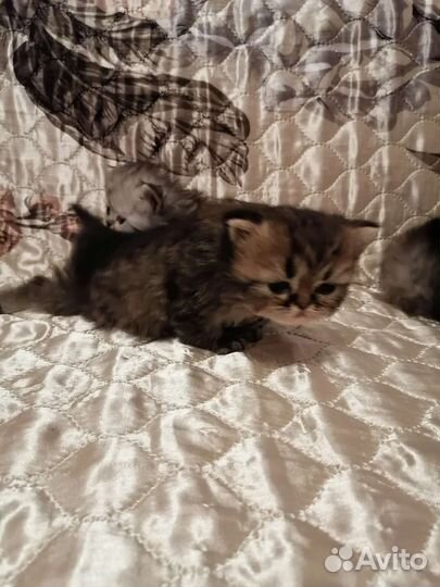 Персидские котята