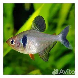 Аквариумные рыбки и улитки