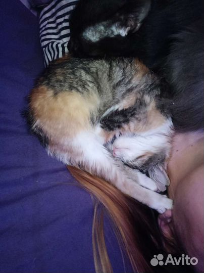 Кошки в добрые руки