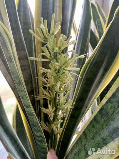 Сансевиерия