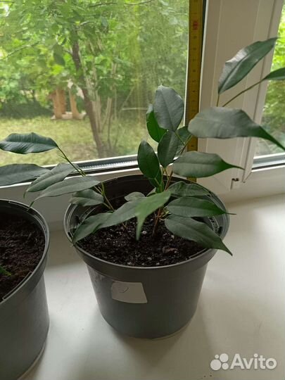 Фикус бенджамина