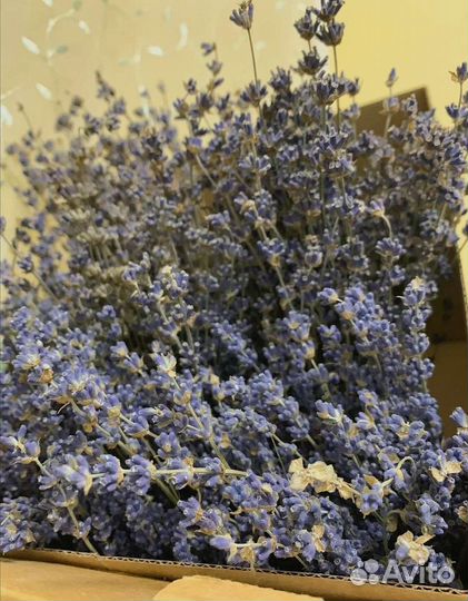 Лаванда сухоцвет