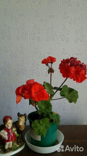 Сортовая цветущая пеларгония герань