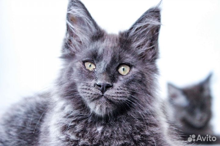 Котята мейн-кун