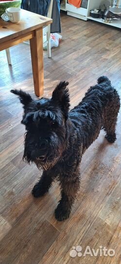 Планируются щенки Ризеншнауцера.Один щенок-30.000