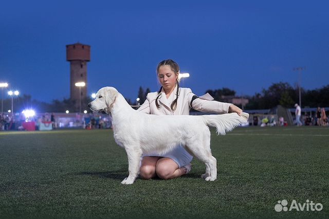 Услуги хендлера