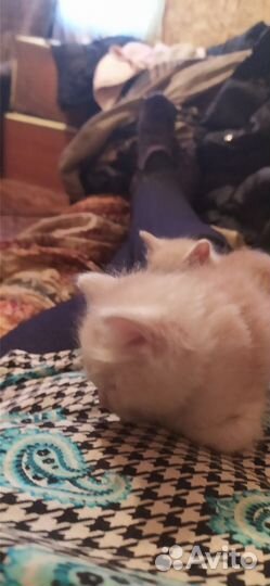 Сибирские котята в добрые руки