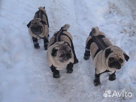 Обувь для собаки