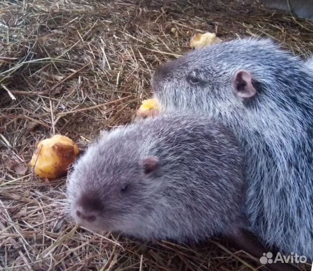 Нутрии разных окрасов щенки и взрослые