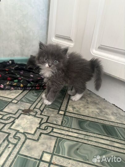Котята