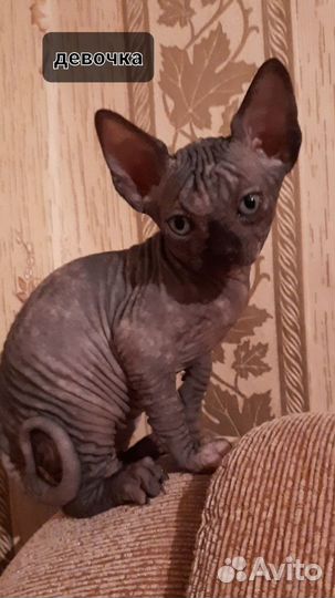Канадский сфинкс котята