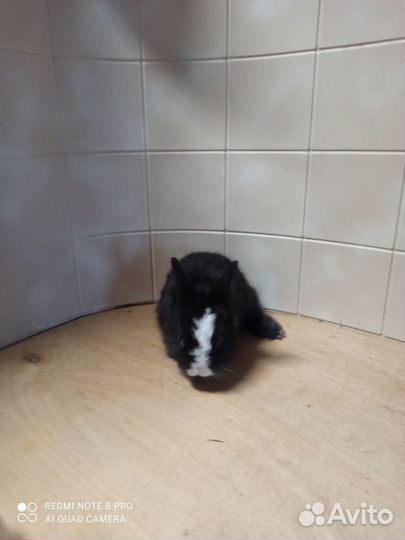 Декоративные крольчата