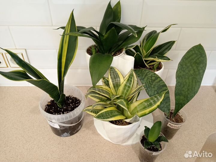 Сансевиерия