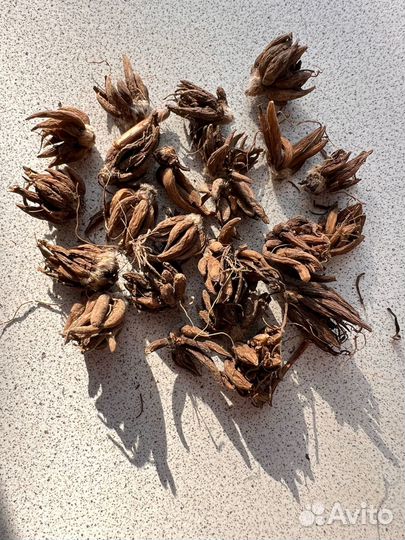 Ранункулюс лютик