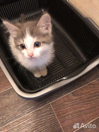 Кошки