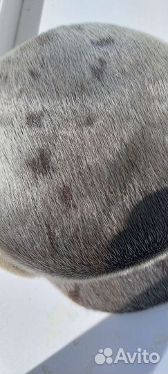 Шапка мужская