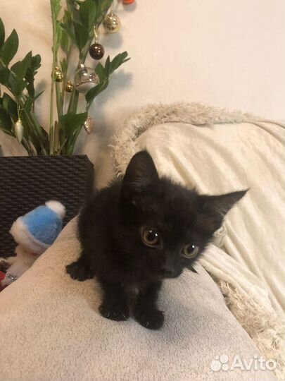 Котята девочки в добрые руки