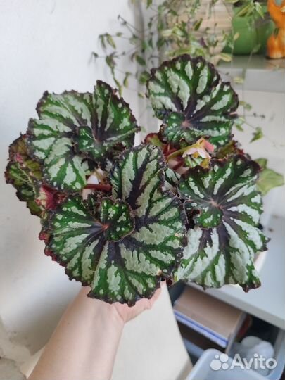 Комнатные растения