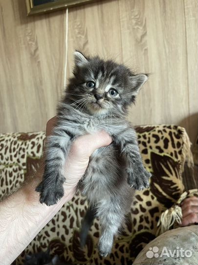 Котята 1 мес