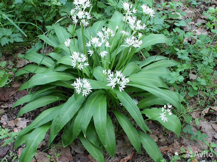 Медвежий лук Черемша