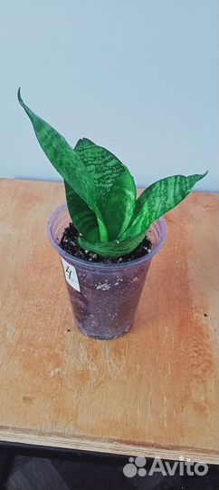 Сансевиерия Ханни