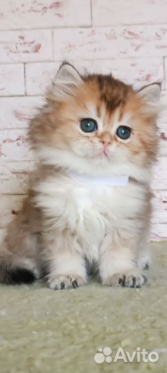 Британская золотая шиншилла длинношерстная