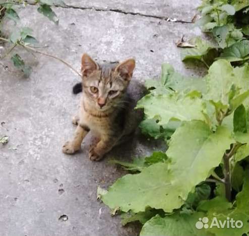 Котик на улице 3 месяца глазик болит