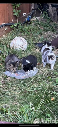 Котята ищут дом