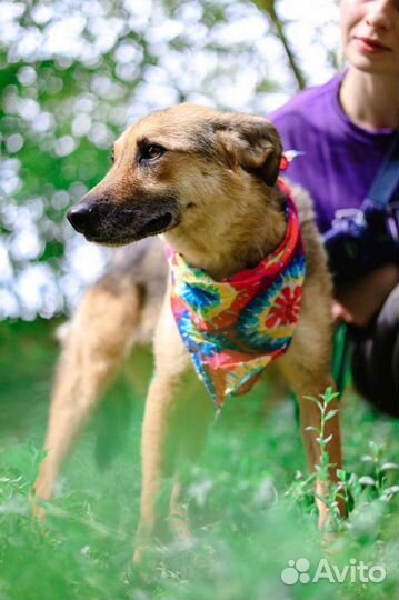 Собака Лакки в добрые руки