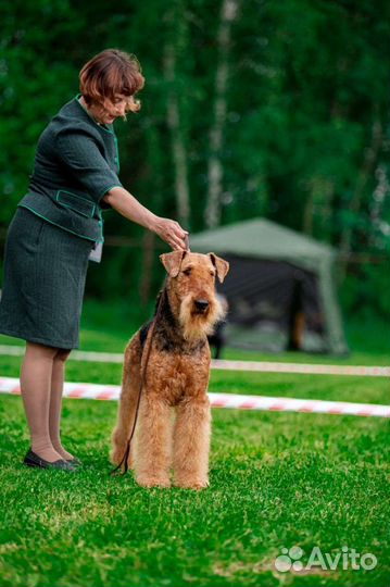 Алиментные щенки