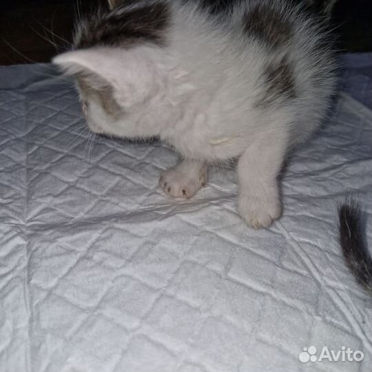 Котята отдам в добрые руки бесплатно