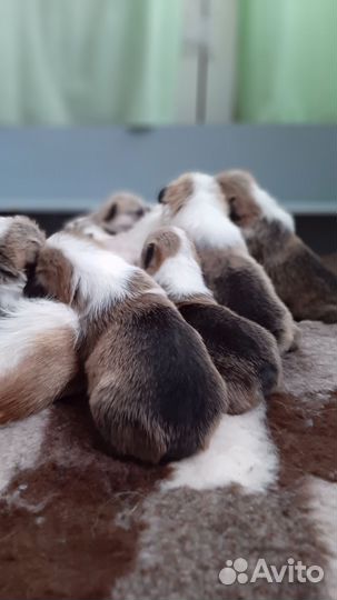 Щенки корги пемброк,Рязань