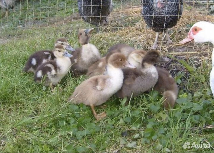 Утята мускусной утки (индоутка)