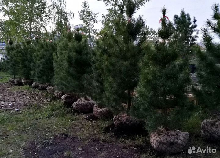 Сибирский кедр экстра класс. Саженцы