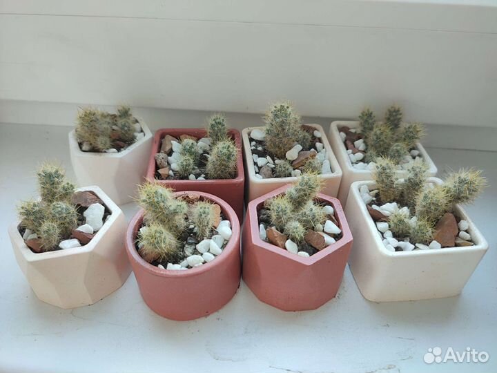 Кактус в гипсовом кашпо