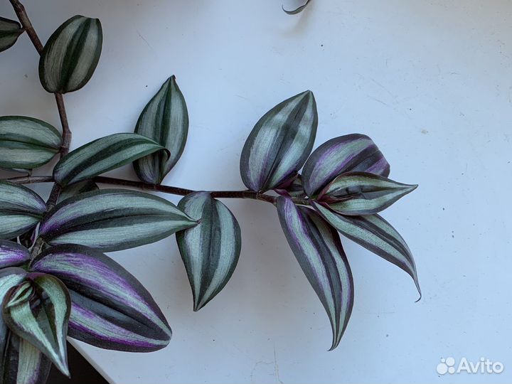 Традесканция