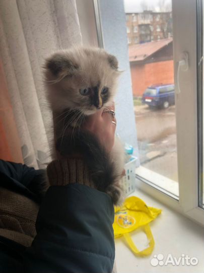 Кошка в дар