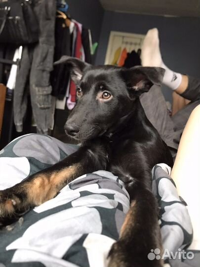 Собаки бесплатно