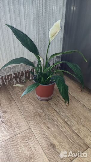 Спатифиллум Сильвер Купидо