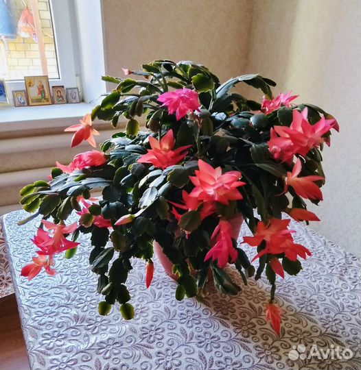 Комнатные цветы.Декабрист