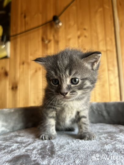 Серая кошка (котенок)