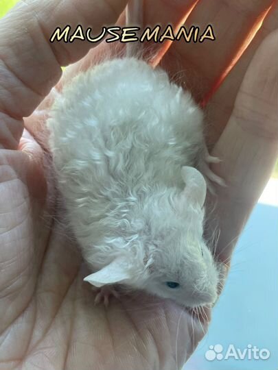 Декоративные сатиновые мышки texel