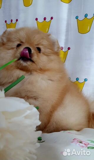 Померанский шпиц