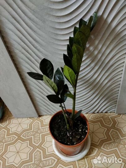 Замиокулкус Равен черный и зензи